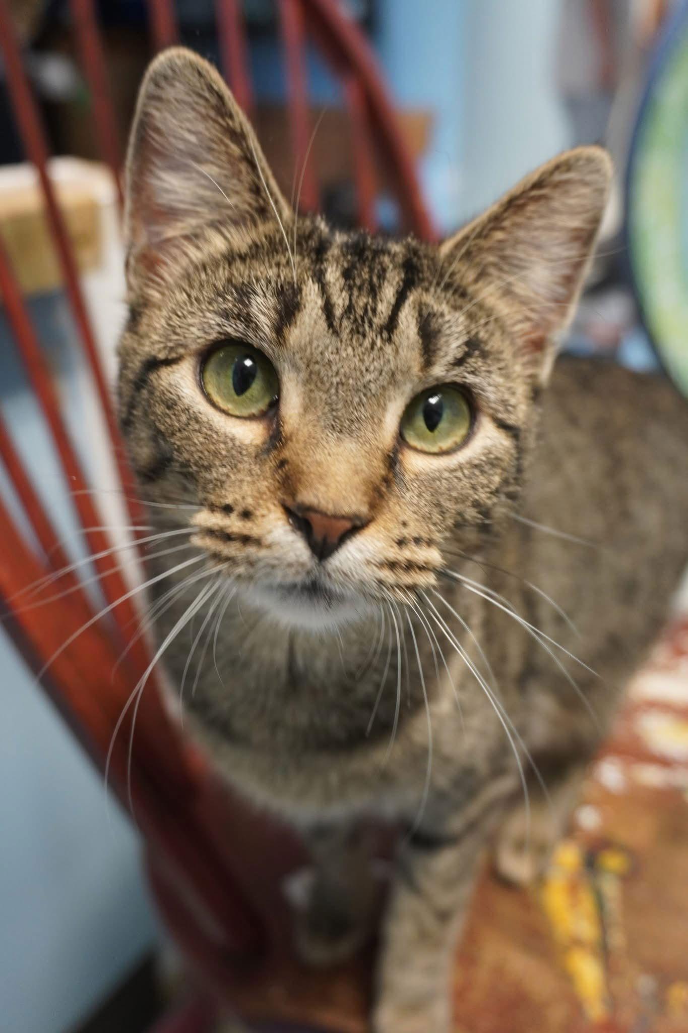 Enlarge Maria, a Adopted Domestic Short Hair in Champaign, IL image 2/3