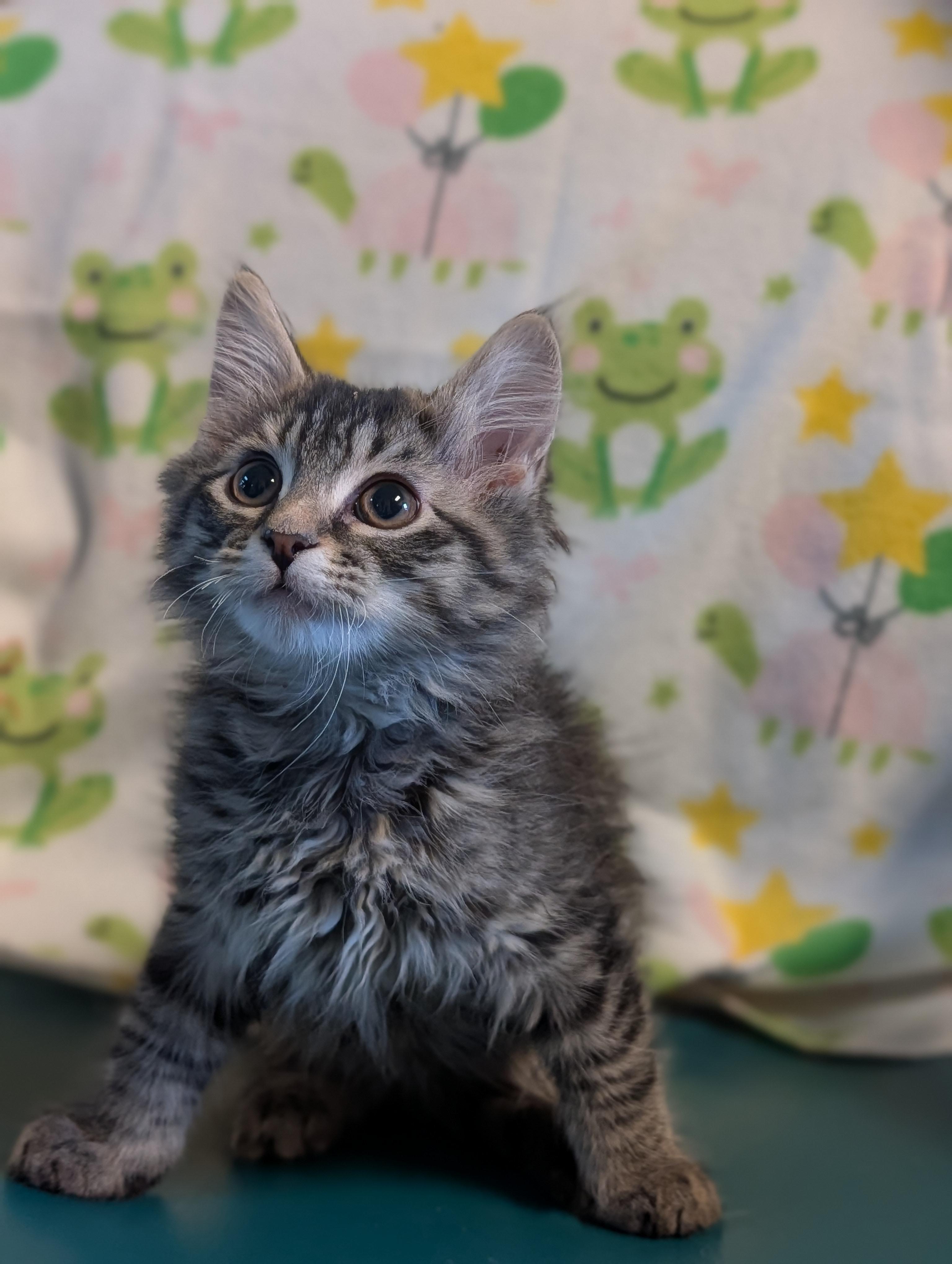 Eeyore, adopted, Young Male Domestic Medium Hair.