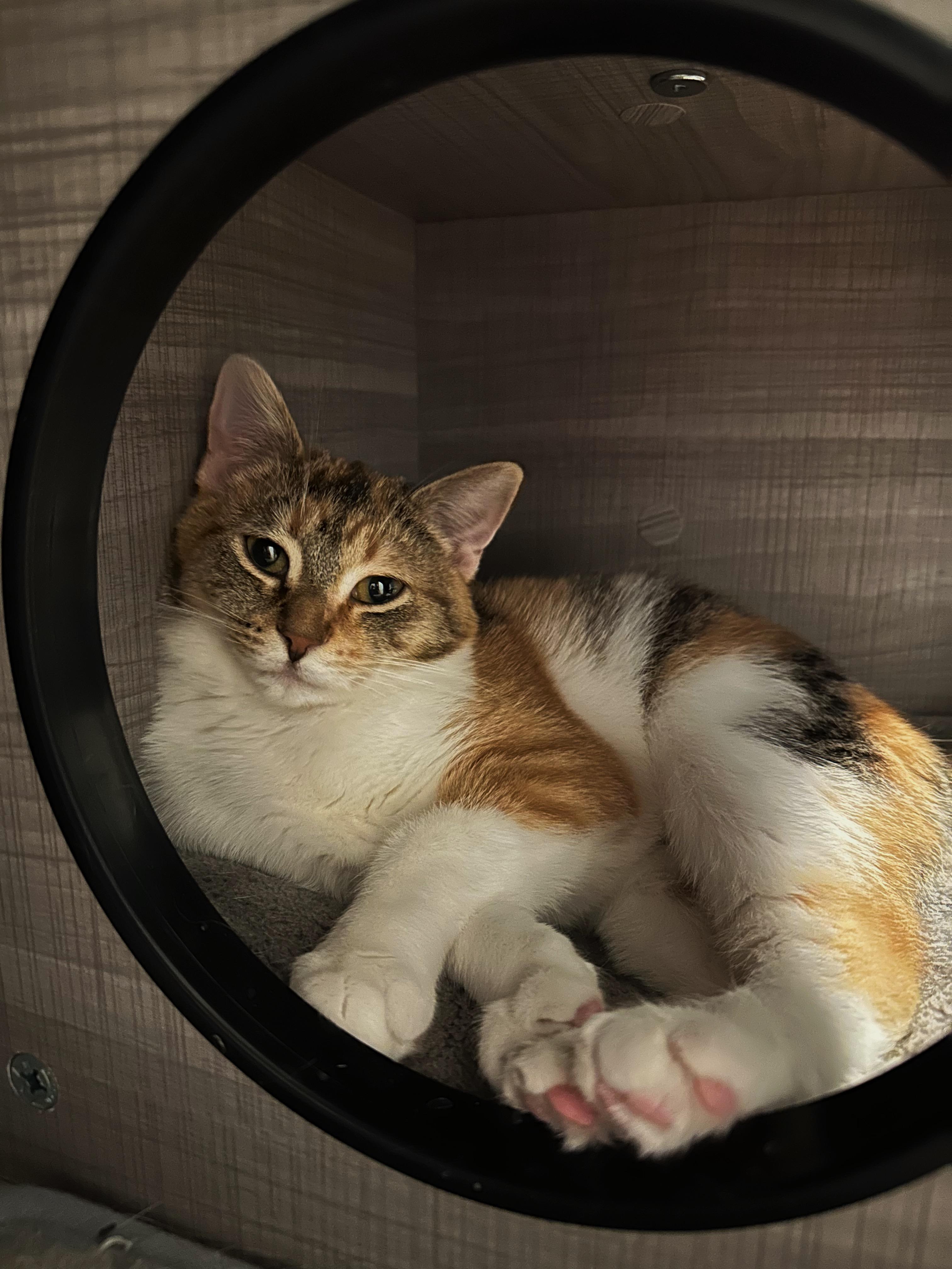 Enlarge Maple, a Adoptable Domestic Short Hair in Sterling Heights, MI image 1/1