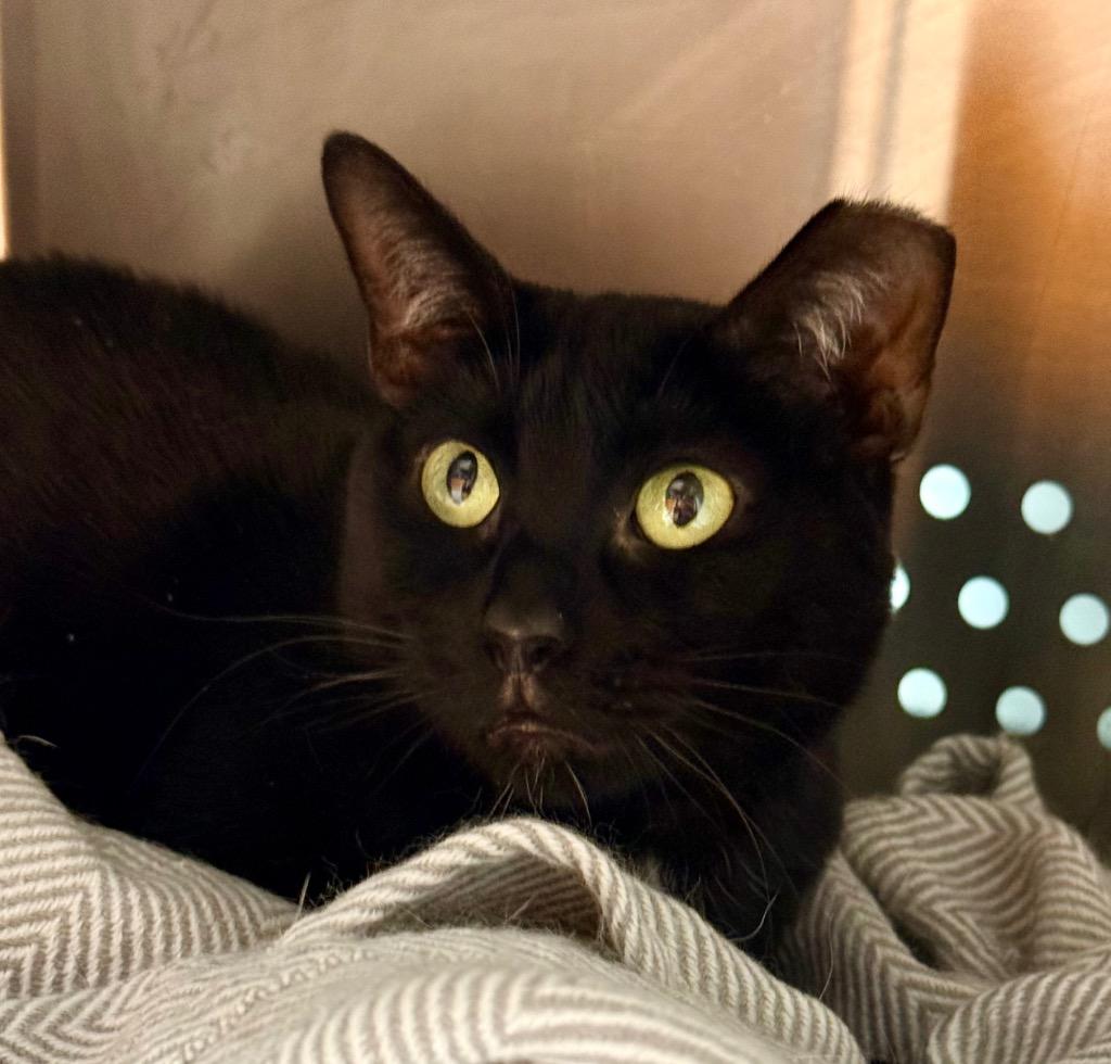 Sabrina TX, Adoptable, Adult Female Domestic Short Hair.