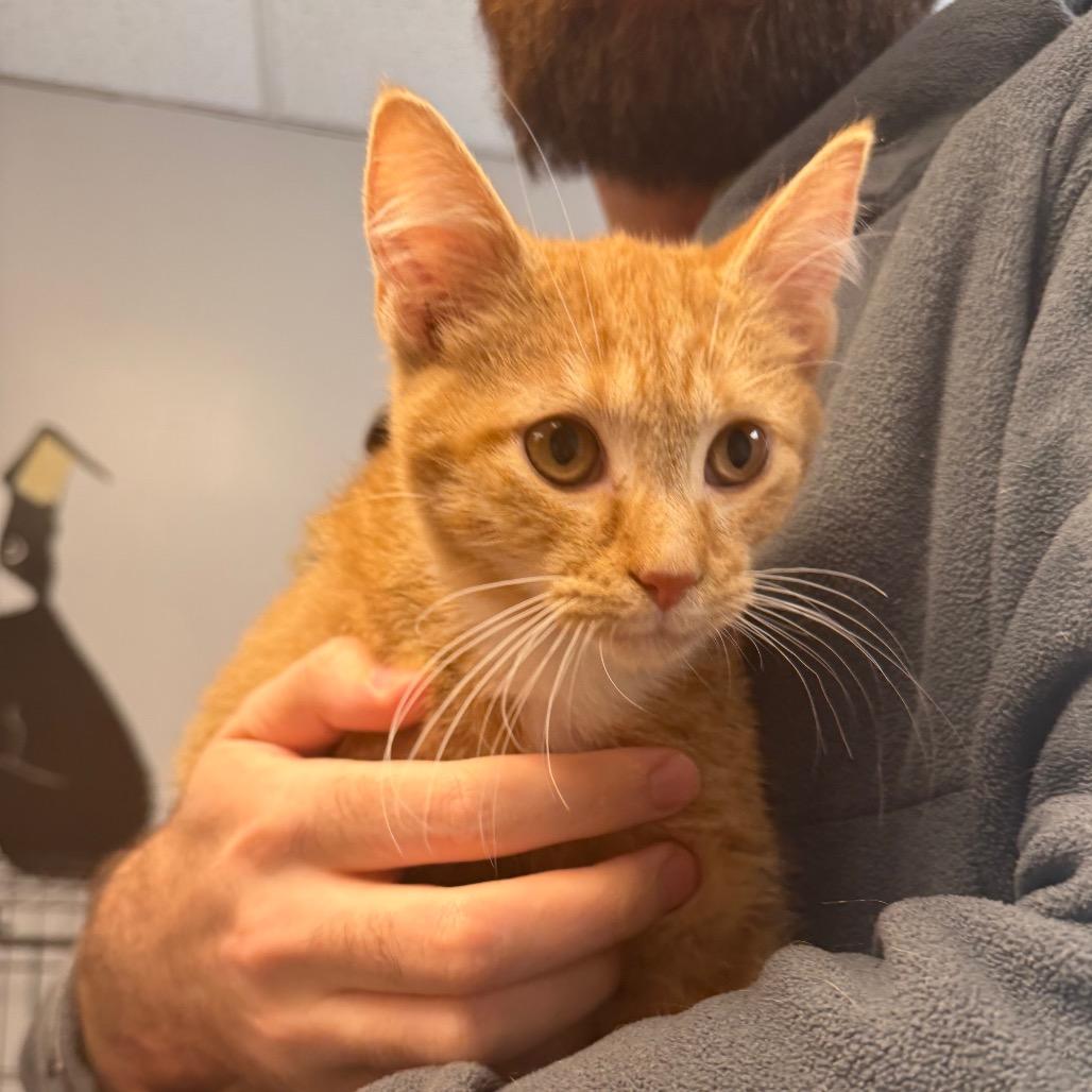 Cisco, ADOPTABLE, Kitten Male Domestic Short Hair.