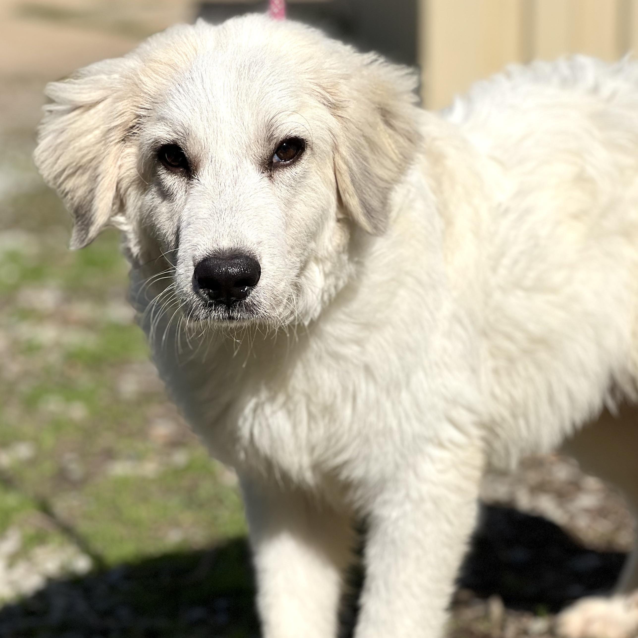 SNOWY - ARRIVING IN MAINE 11/15
