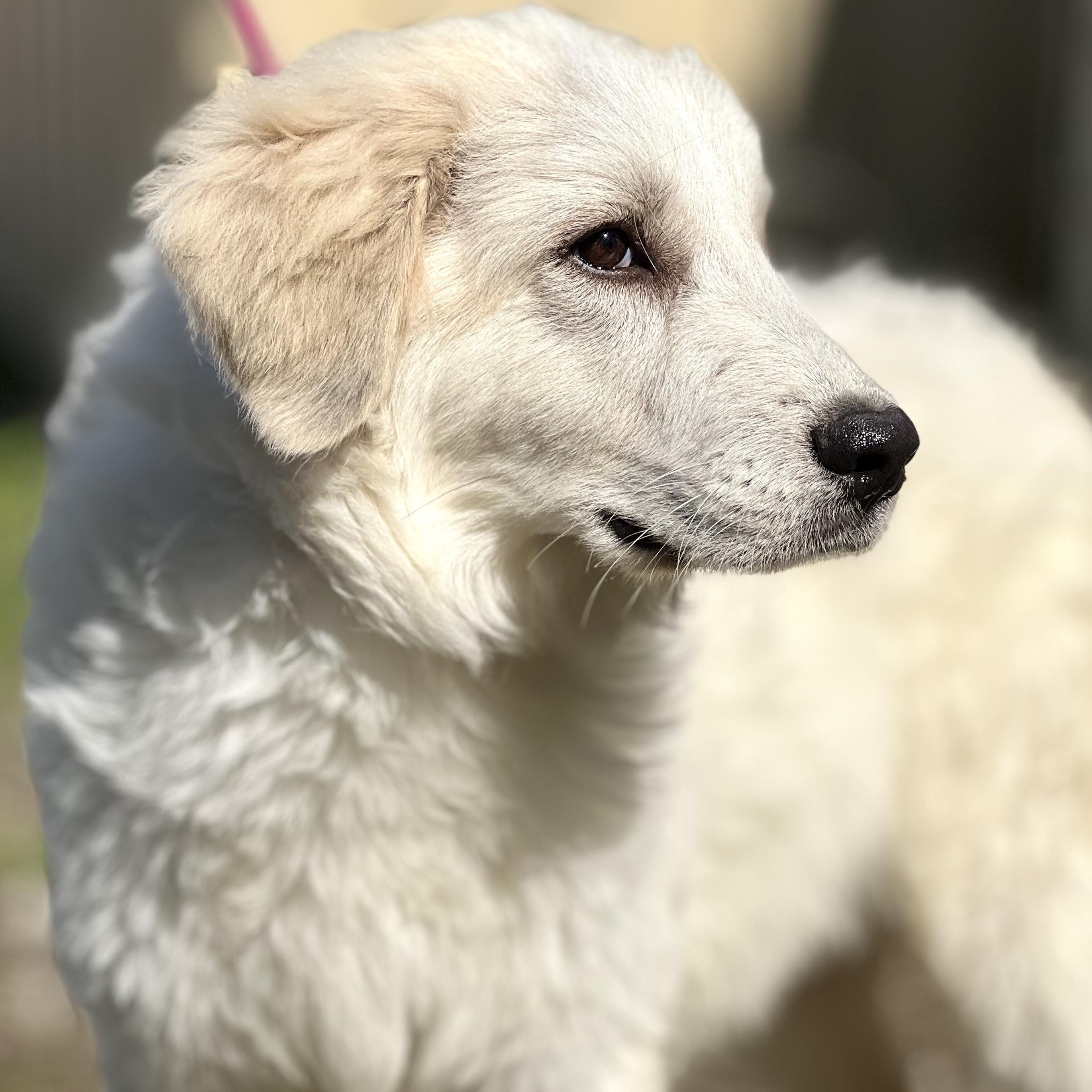 SNOWY - ARRIVING IN MAINE 11/15