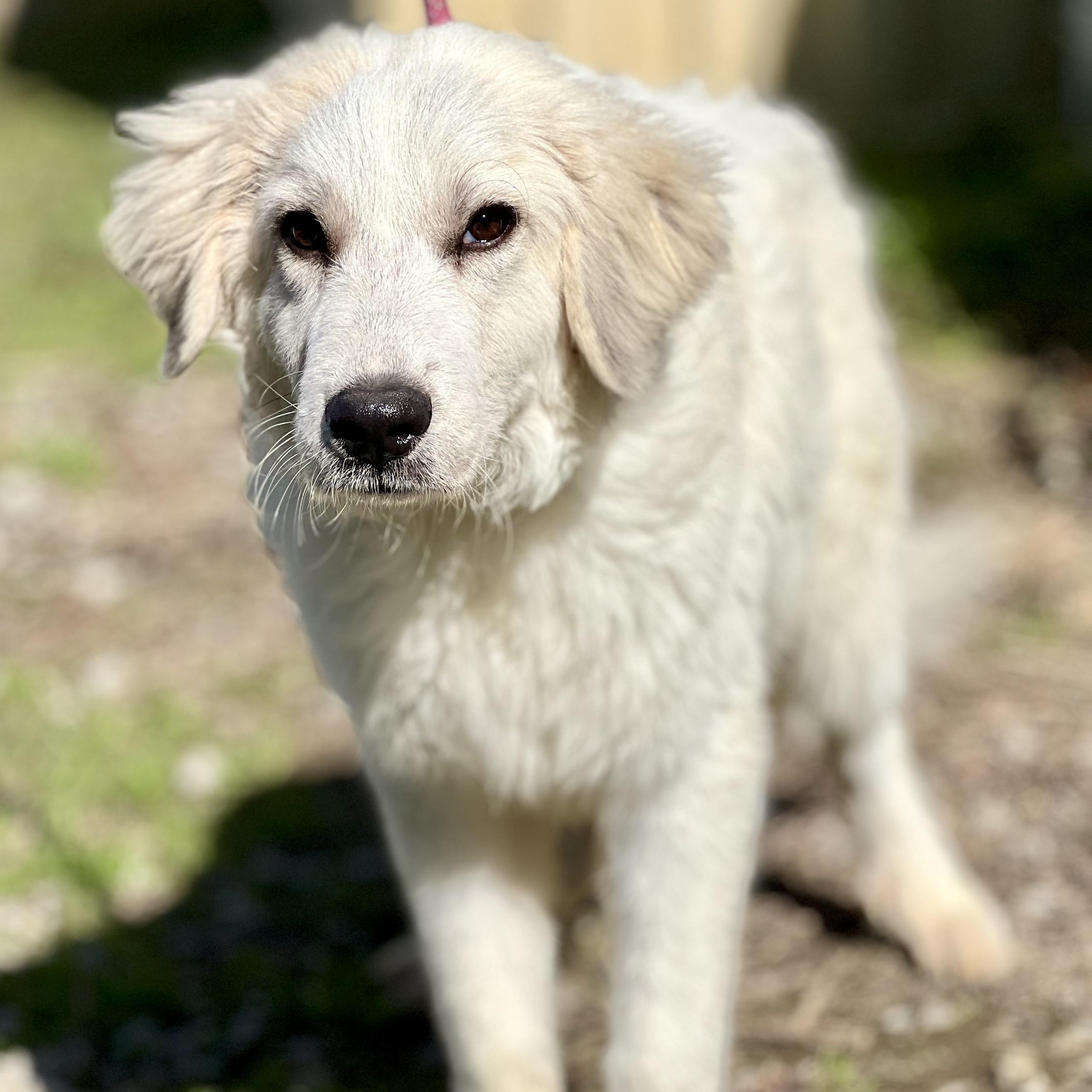 SNOWY - ARRIVING IN MAINE 11/15