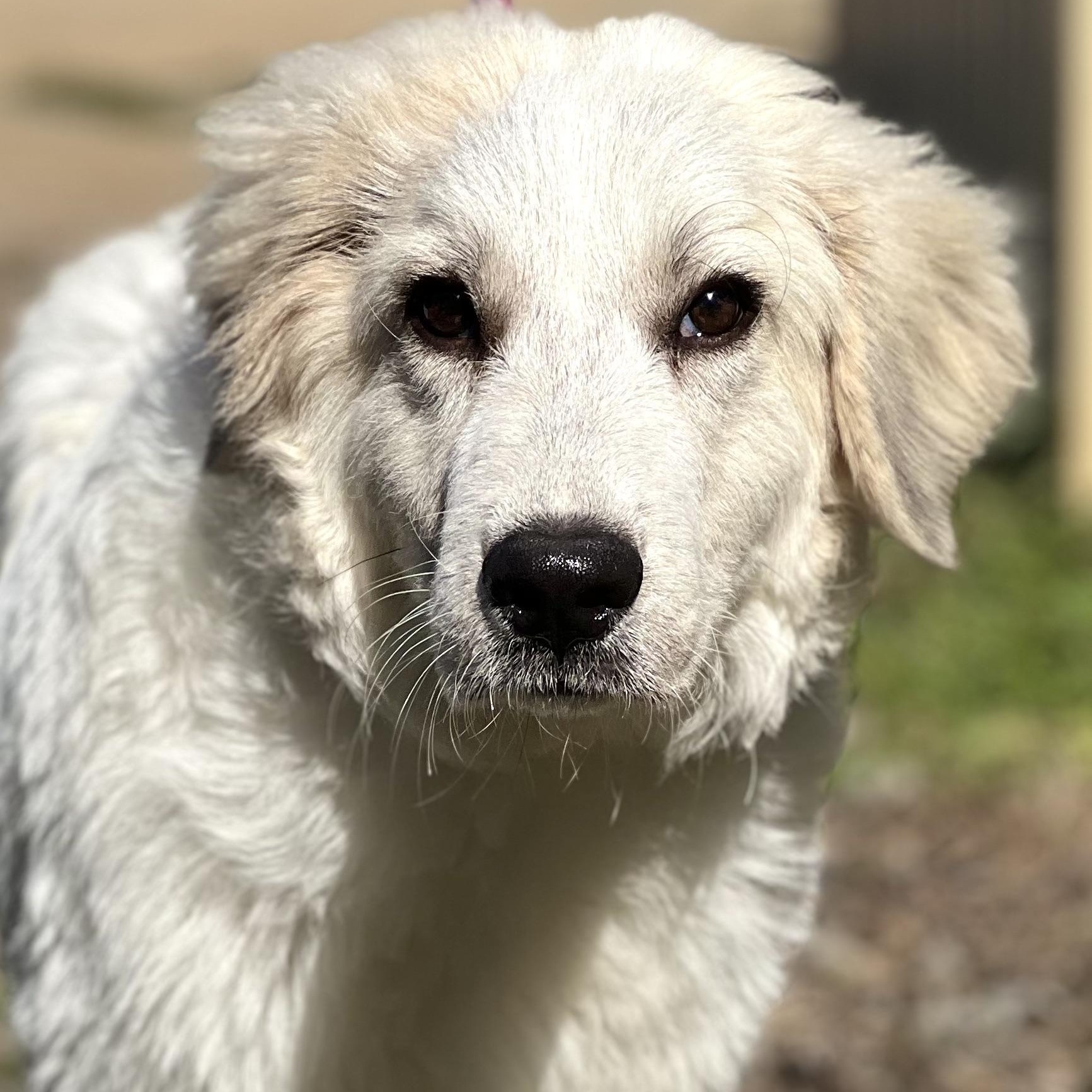 SNOWY - ARRIVING IN MAINE 11/15