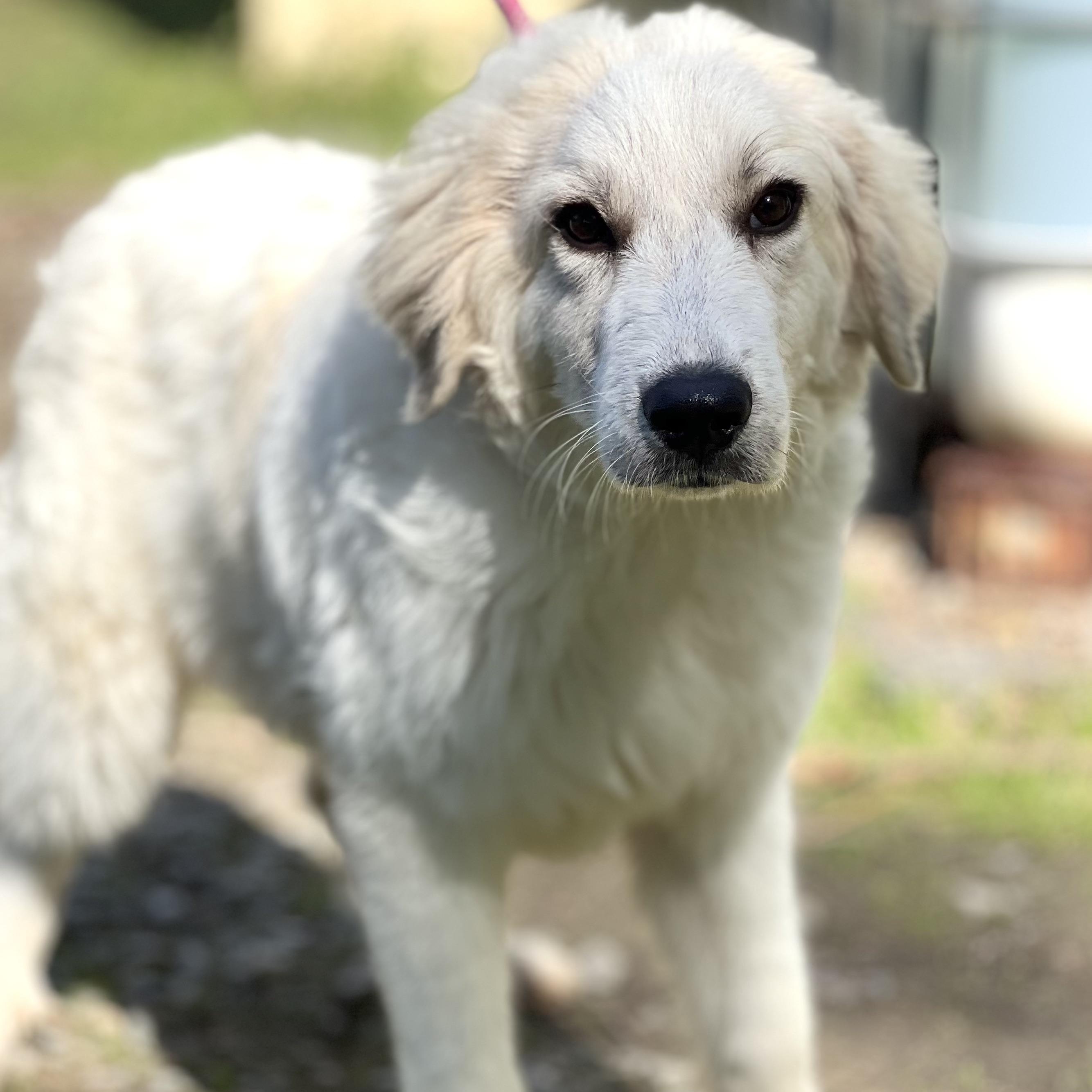 SNOWY - ARRIVING IN MAINE 11/15