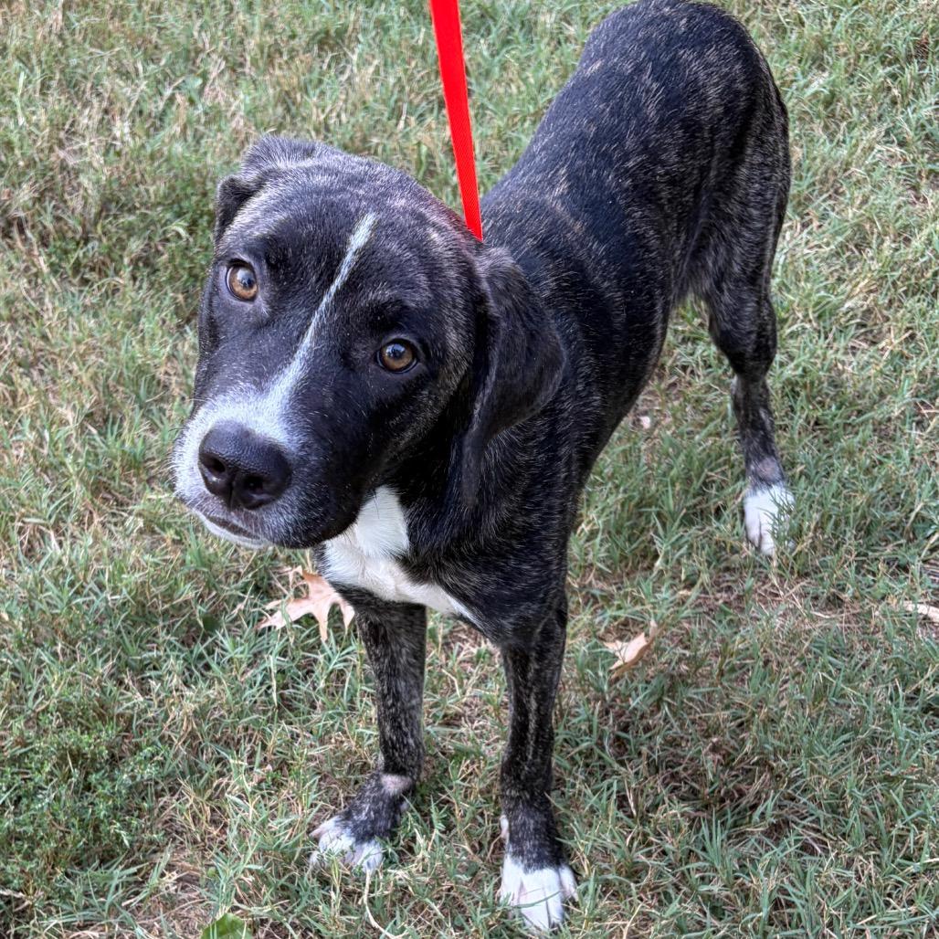 Emmanuel, Adoptable, Young Male Hound & Mixed Breed.