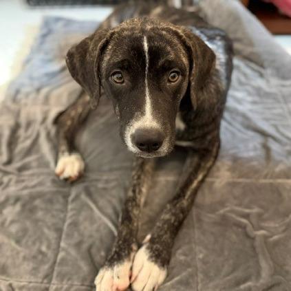 Enlarge Emmanuel, a Adoptable mixed breed in Nashville, TN image 2/2