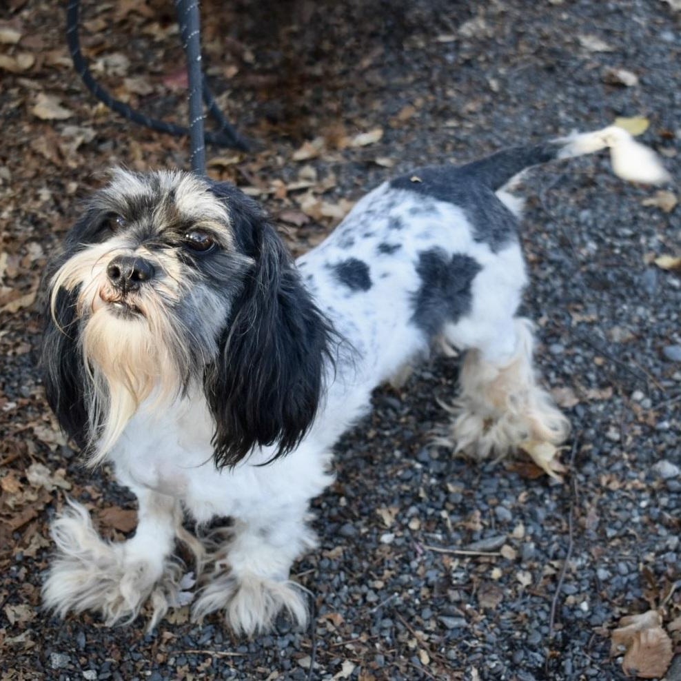 Enlarge Butter, a Adoptable mixed breed in Greensboro, NC image 2/2