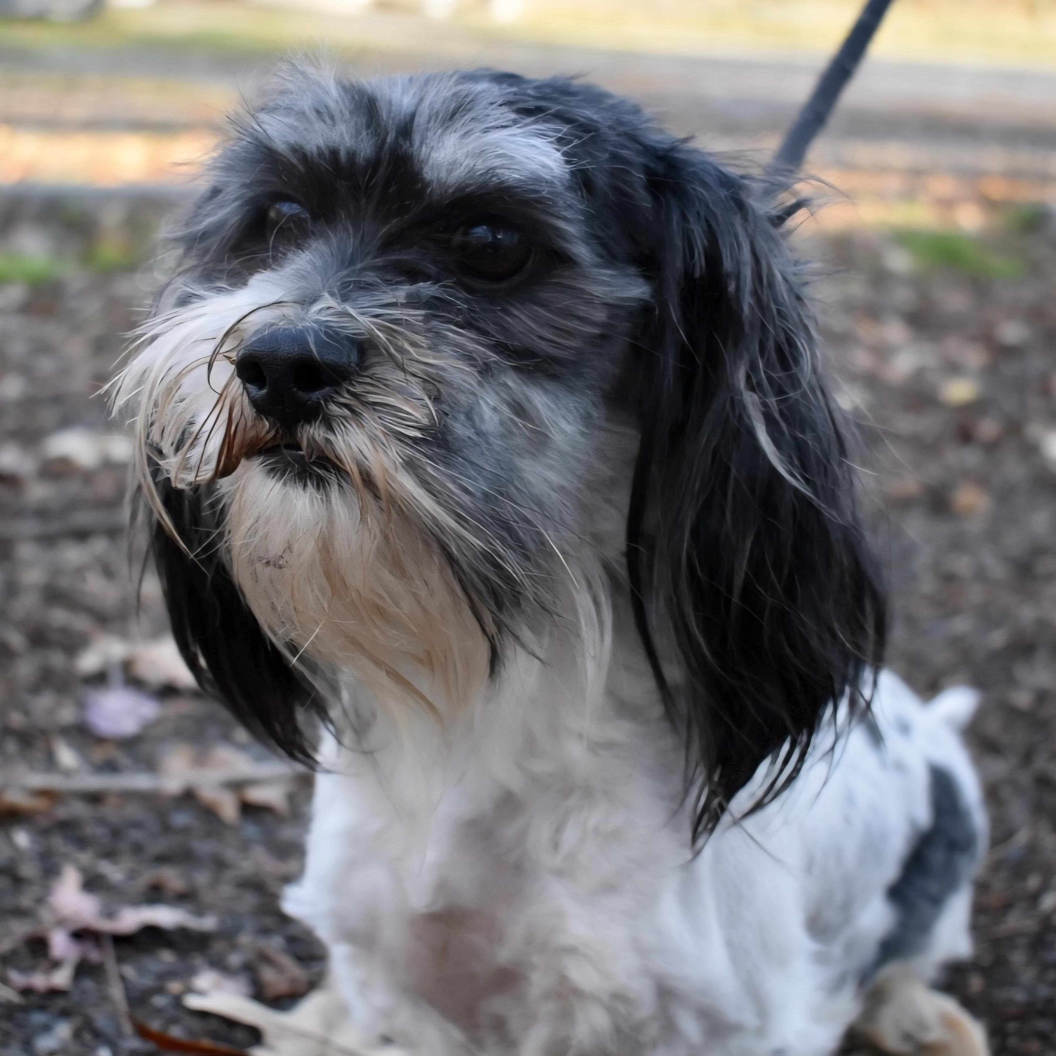 Enlarge Butter, a Adoptable mixed breed in Greensboro, NC image 1/2