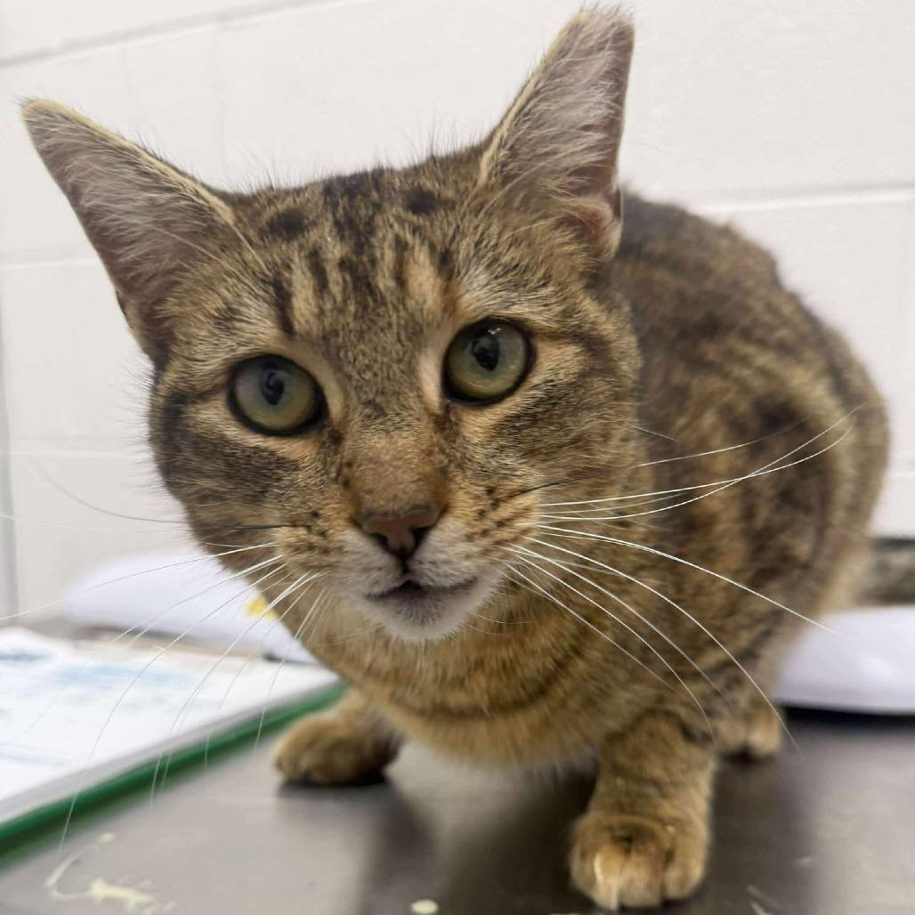 Dixie, Adoptable, Adult Female Domestic Short Hair.