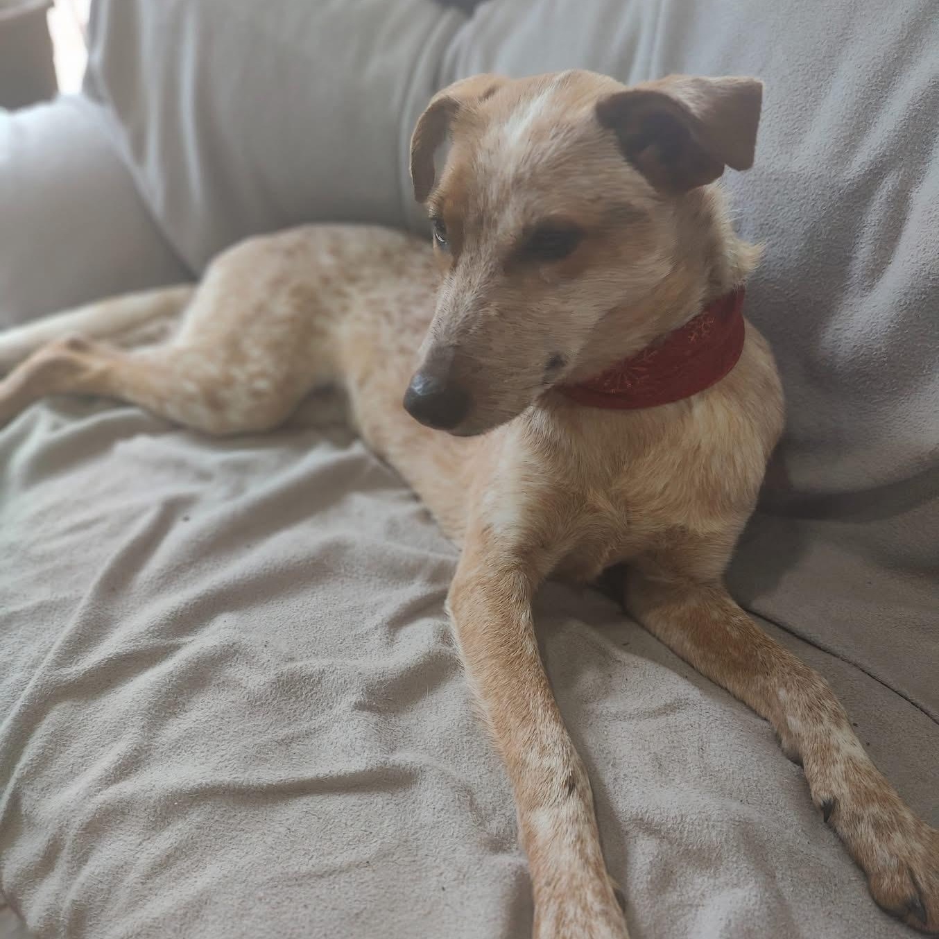 Tori, a Adoptable mixed breed in North Charleston, SC image 2/6