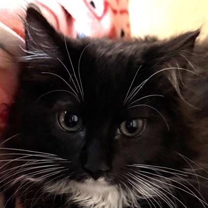 Turf, Adoptable, Kitten Male Domestic Medium Hair & Domestic Short Hair.