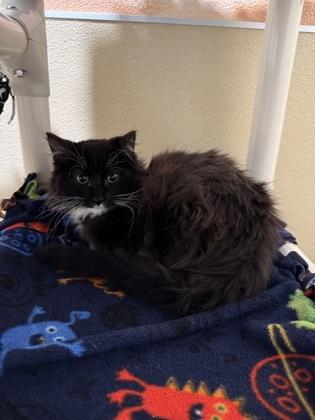 Enlarge Turf, a Adoptable mixed breed in Pleasanton, CA image 3/3