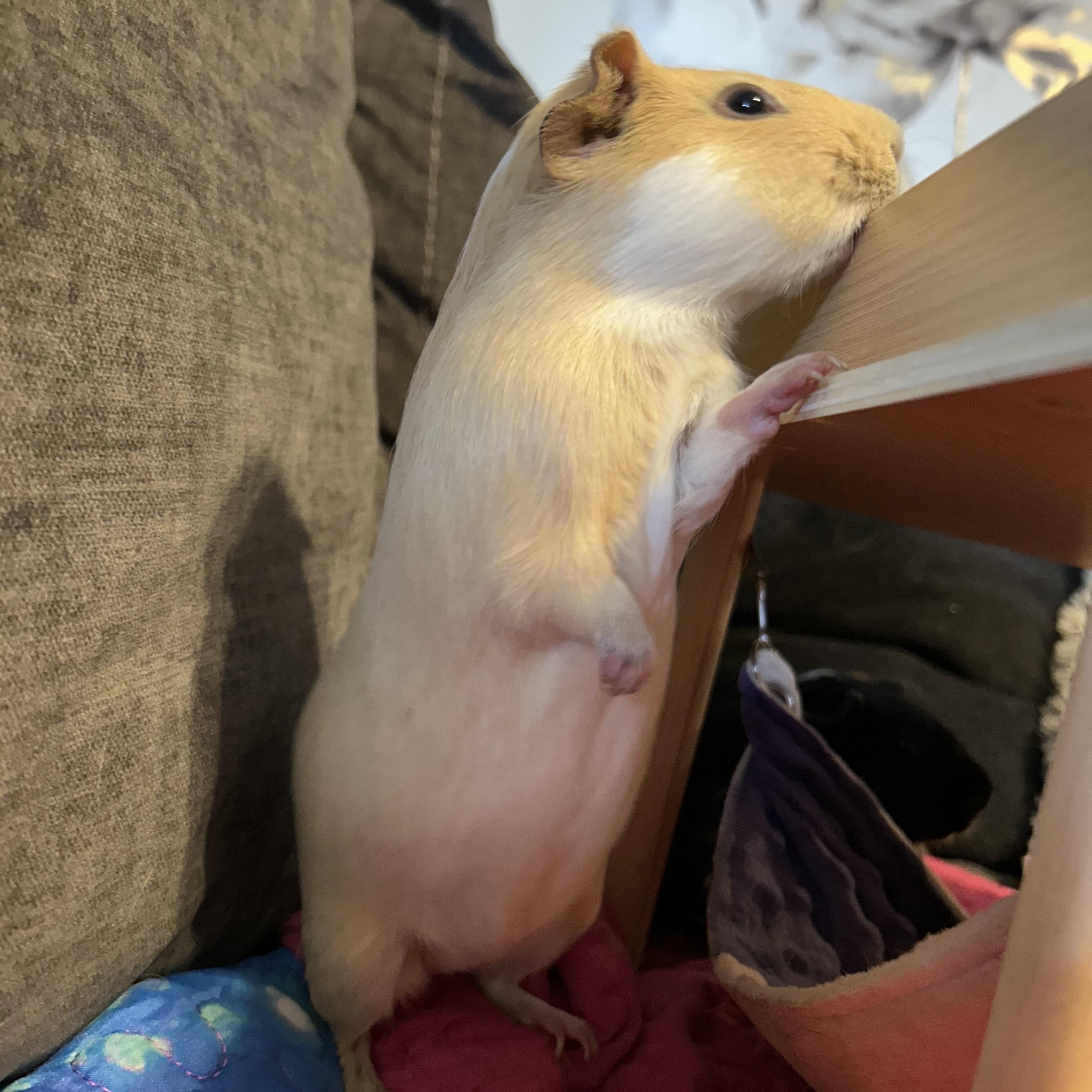 Enlarge Ellie & Roxy, an adopted Guinea Pig in Olympia, WA image 3/4