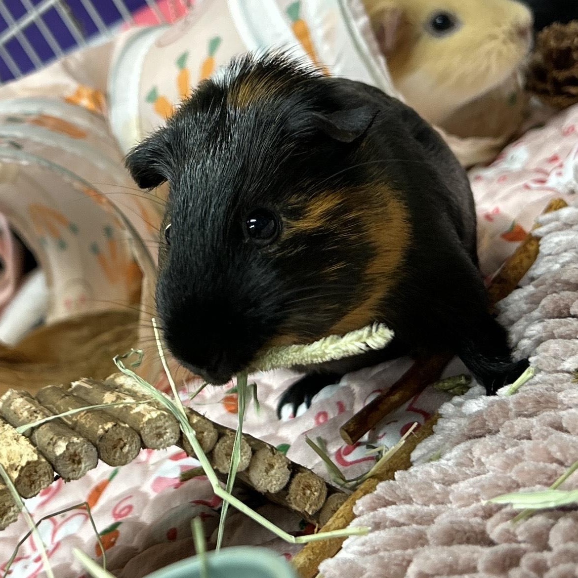 Enlarge Ellie & Roxy, an adopted Guinea Pig in Olympia, WA image 4/4