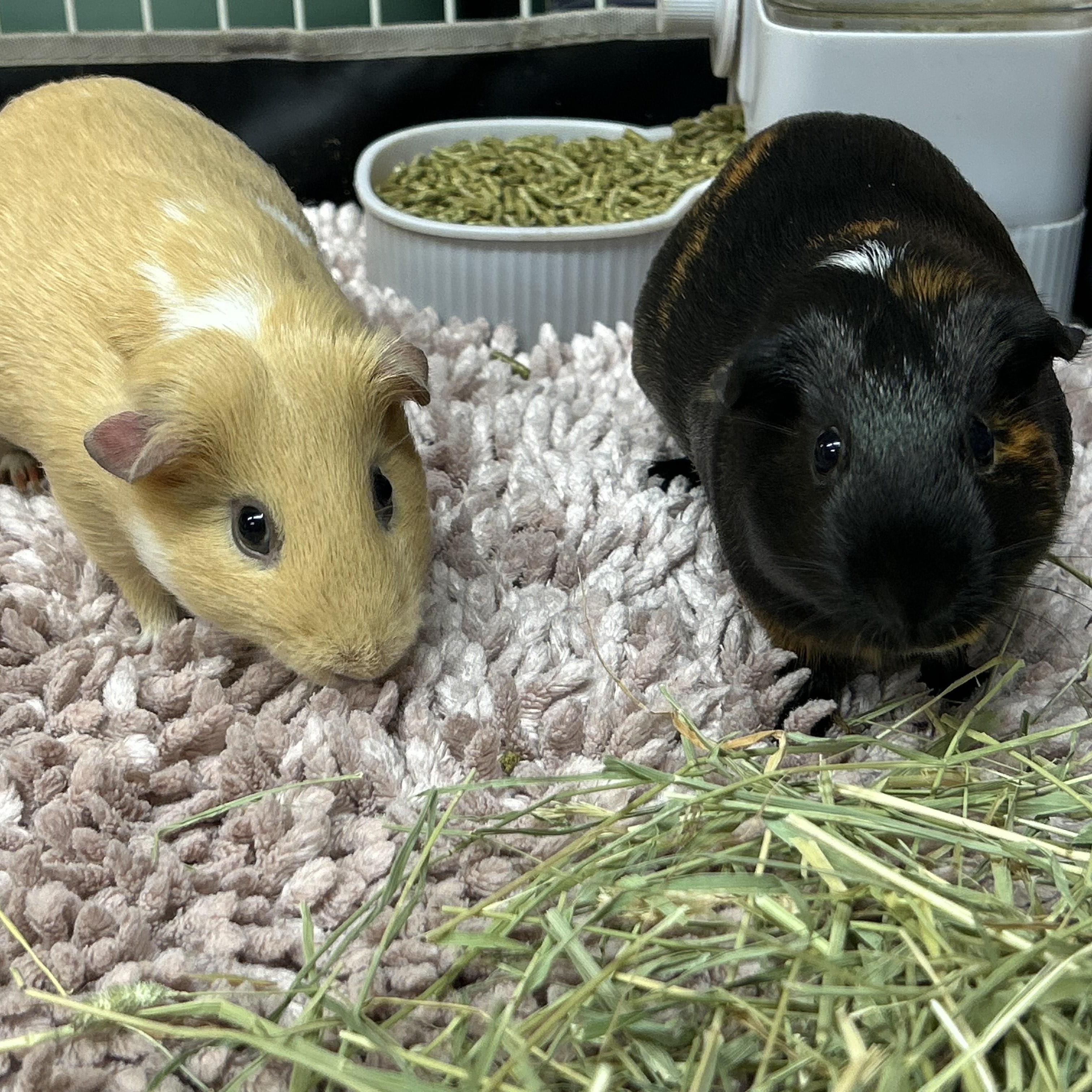 Enlarge Ellie & Roxy, an adopted Guinea Pig in Olympia, WA image 1/4