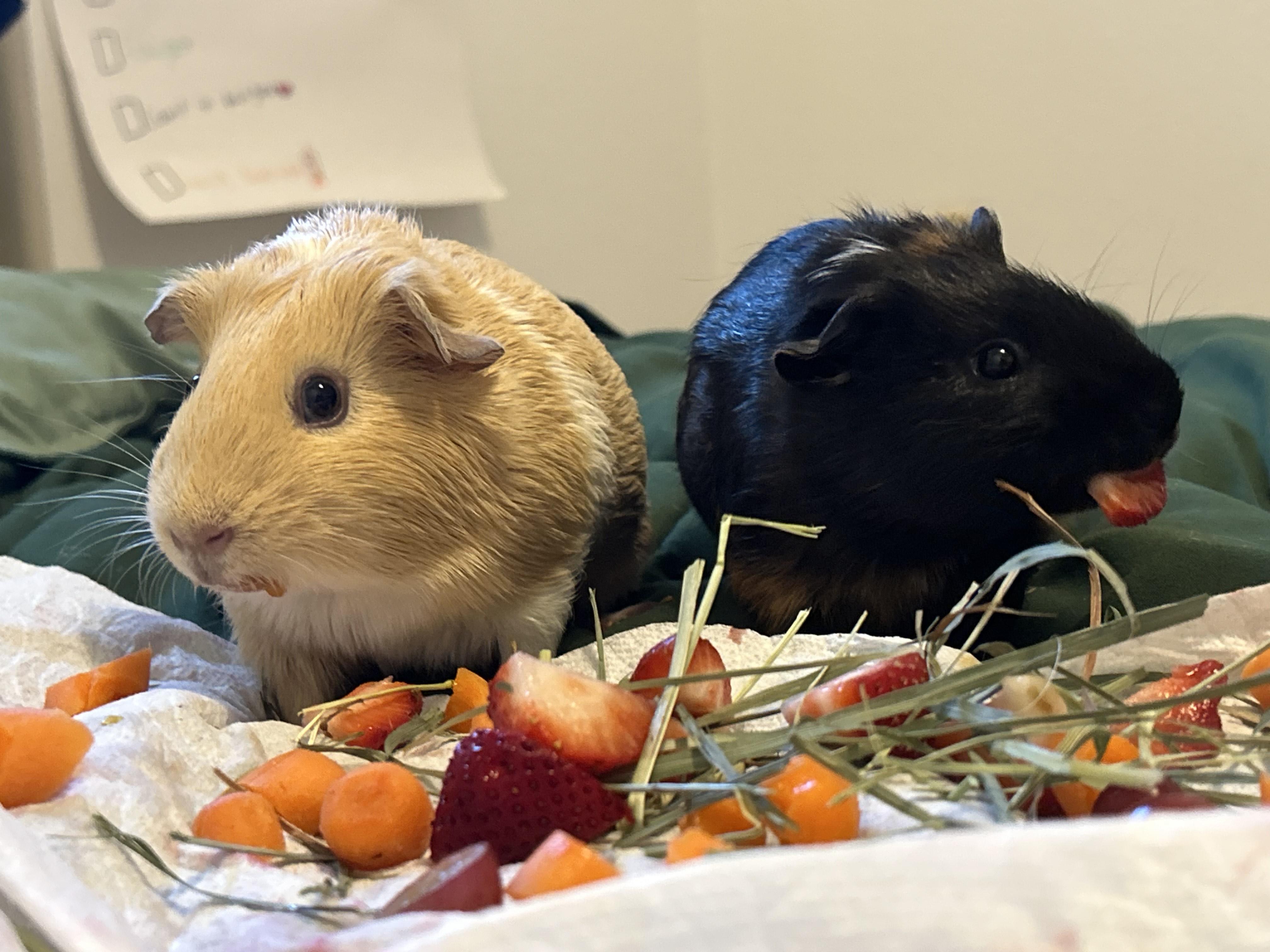 Enlarge Ellie & Roxy, an adopted Guinea Pig in Olympia, WA image 2/4