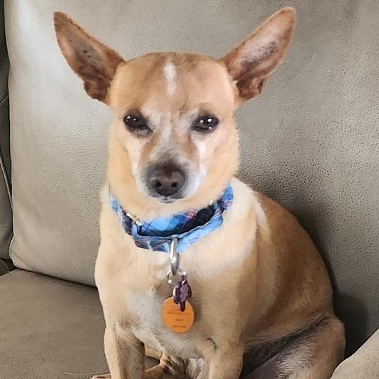 Enlarge Eddie, a ADOPTABLE Chihuahua in Mesquite, NV image 2/5