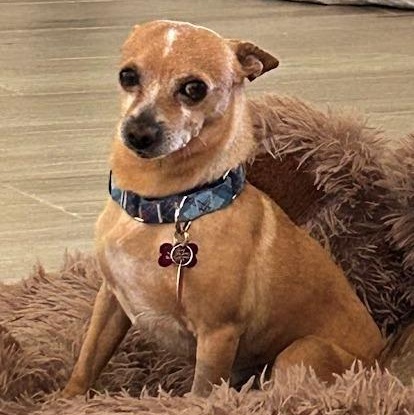 Enlarge Eddie, a ADOPTABLE Chihuahua in Mesquite, NV image 2/5