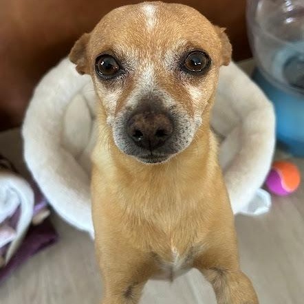 Enlarge Eddie, a ADOPTABLE Chihuahua in Mesquite, NV image 5/5