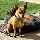 Enlarge Eddie, a ADOPTABLE Chihuahua in Mesquite, NV image 4/5