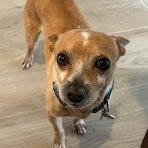 Enlarge Eddie, a ADOPTABLE Chihuahua in Mesquite, NV image 3/5