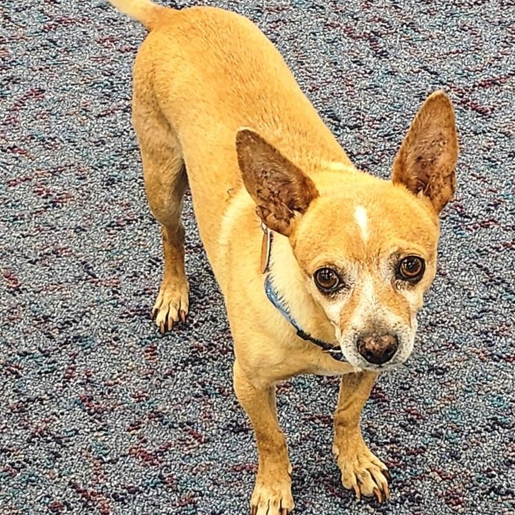 Enlarge Eddie, a ADOPTABLE Chihuahua in Mesquite, NV image 3/5