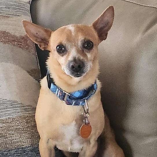 Eddie, ADOPTABLE, Young Male Chihuahua.
