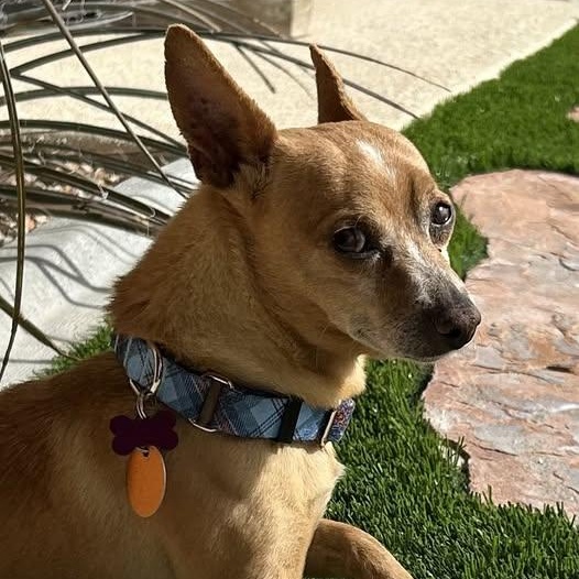 Enlarge Eddie, a ADOPTABLE Chihuahua in Mesquite, NV image 1/5