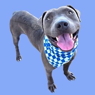 Draco, Adoptable, Young Male Pit Bull Terrier.