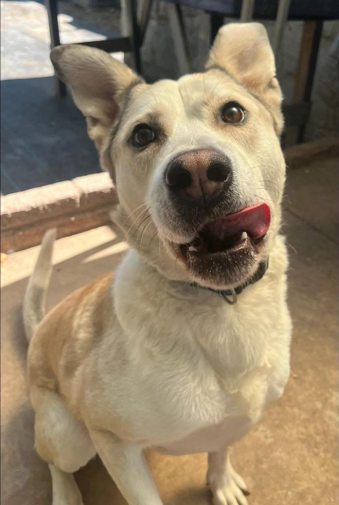 Sammy, Adoptable, Adult Male Labrador Retriever.