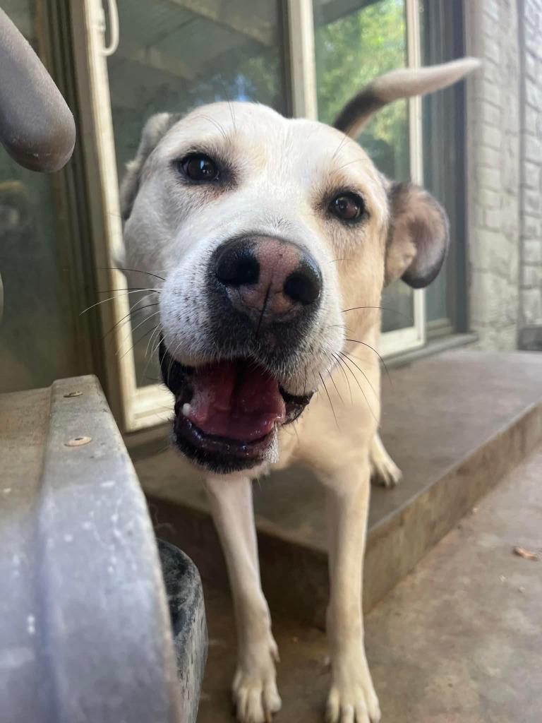 Sammy, a Adoptable mixed breed in Mustang, OK image 1/4
