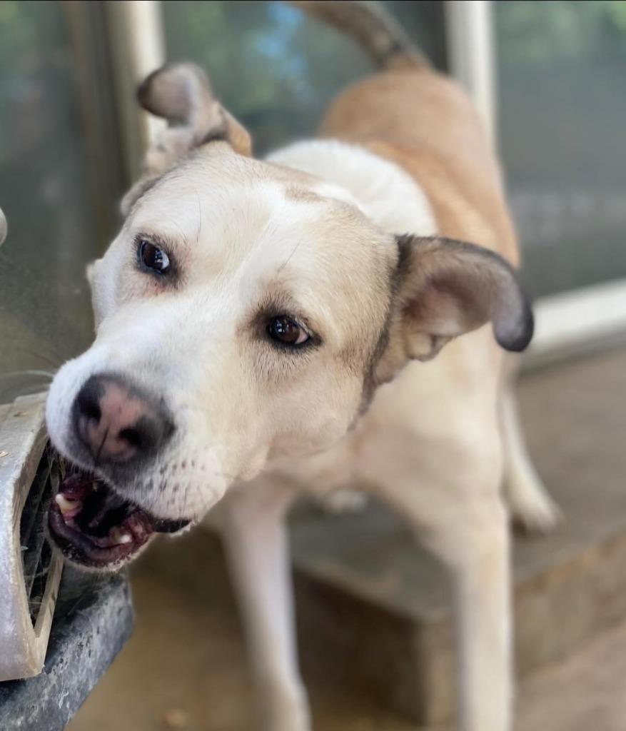 Sammy, a Adoptable mixed breed in Mustang, OK image 2/4