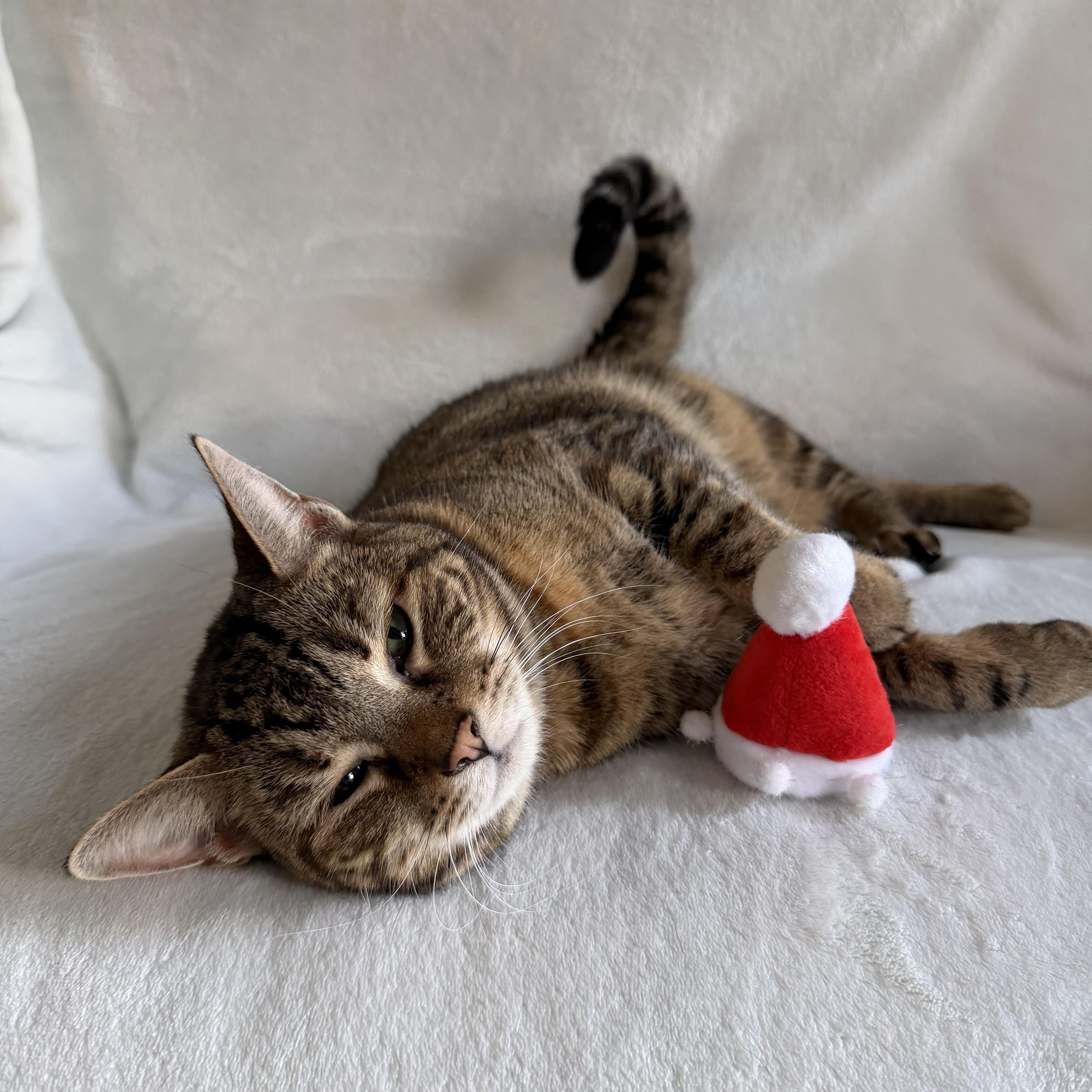 Luna, Adoptable, Adult Female Domestic Short Hair.