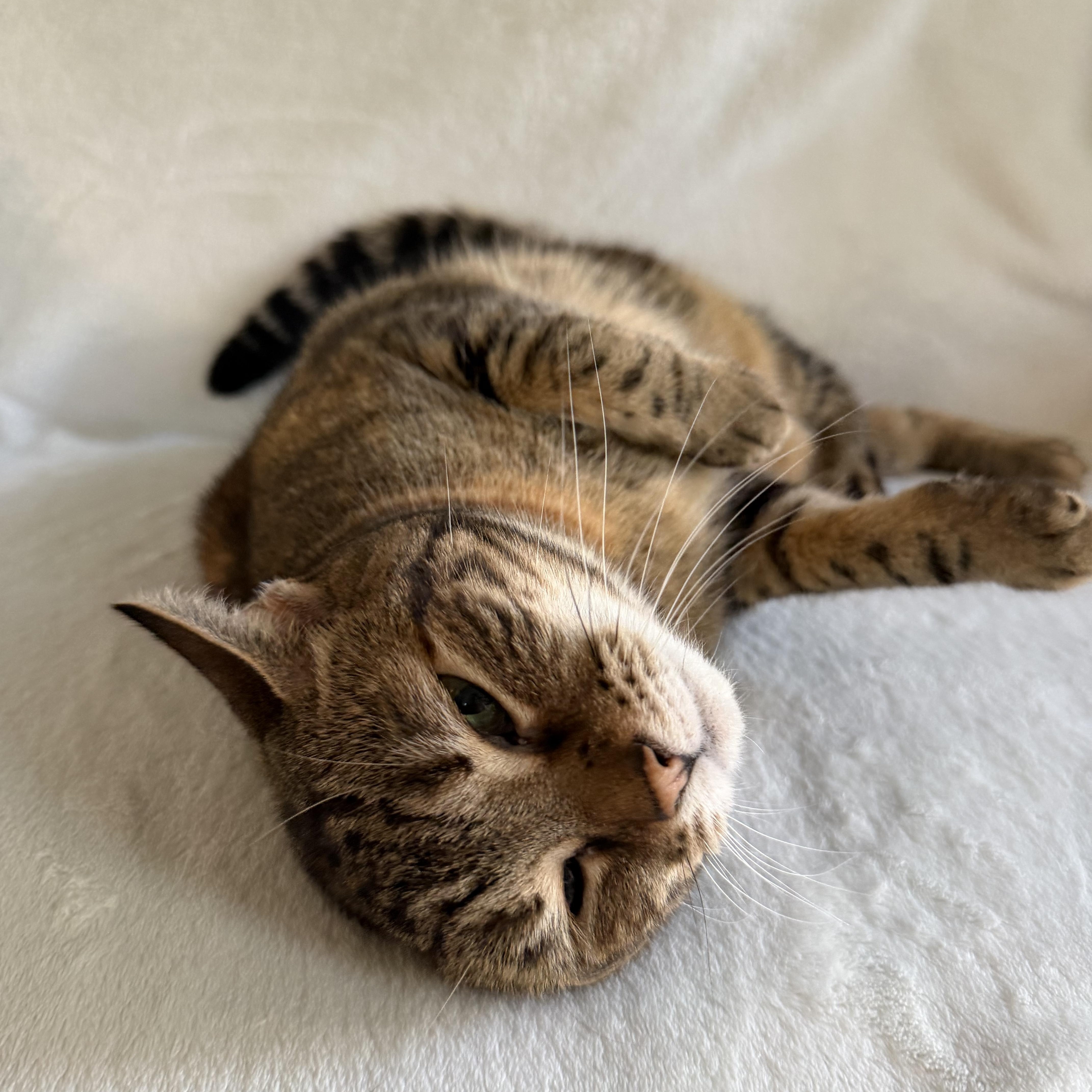 Enlarge Luna, a Adoptable Domestic Short Hair in Wrightstown, NJ image 4/5