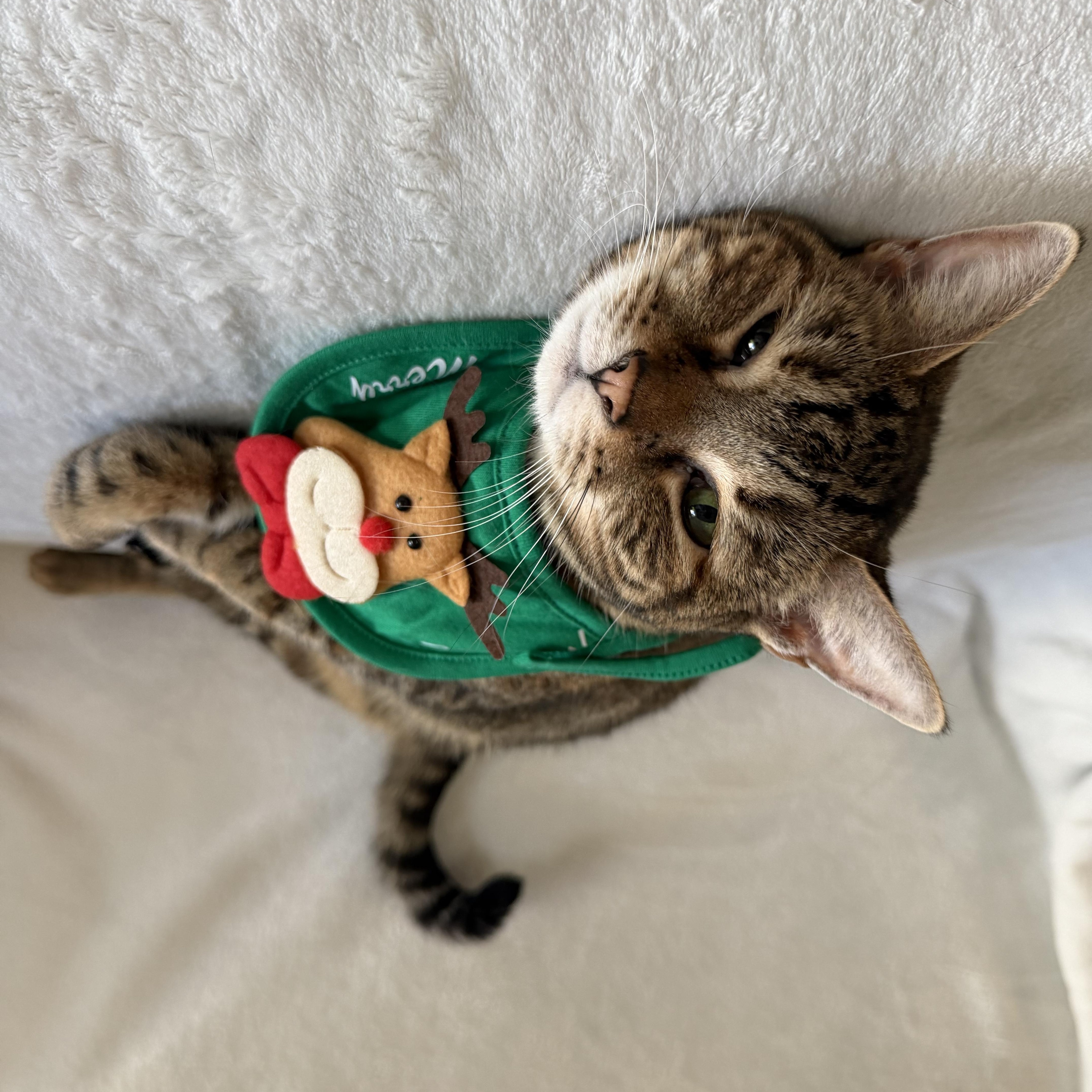 Enlarge Luna, a Adoptable Domestic Short Hair in Wrightstown, NJ image 5/5