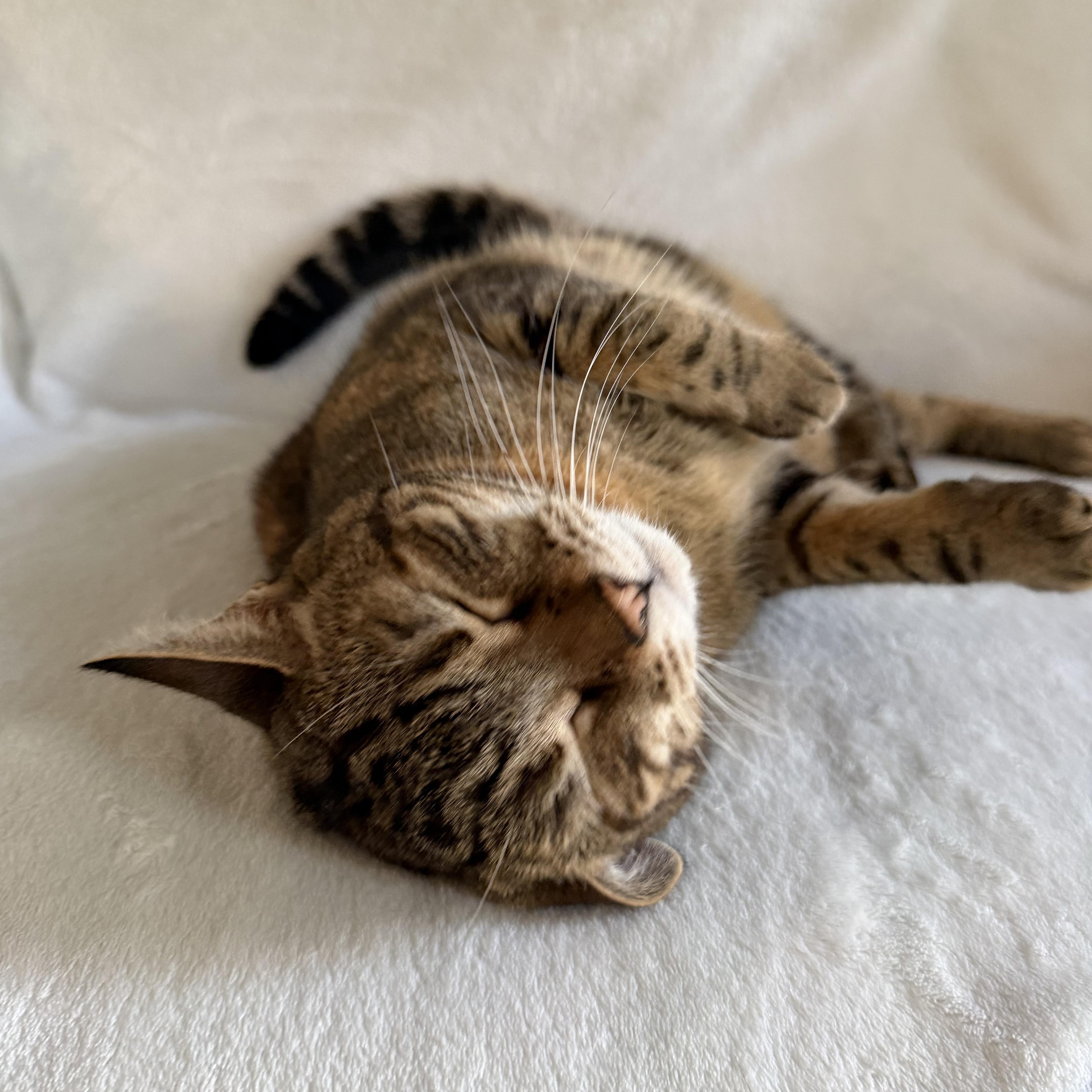 Enlarge Luna, a Adoptable Domestic Short Hair in Wrightstown, NJ image 2/5