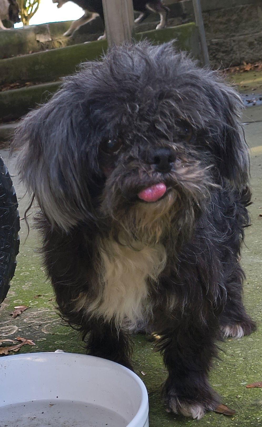 Enlarge Murphy, a Adopted Shih Tzu in Baileyton, AL image 1/3