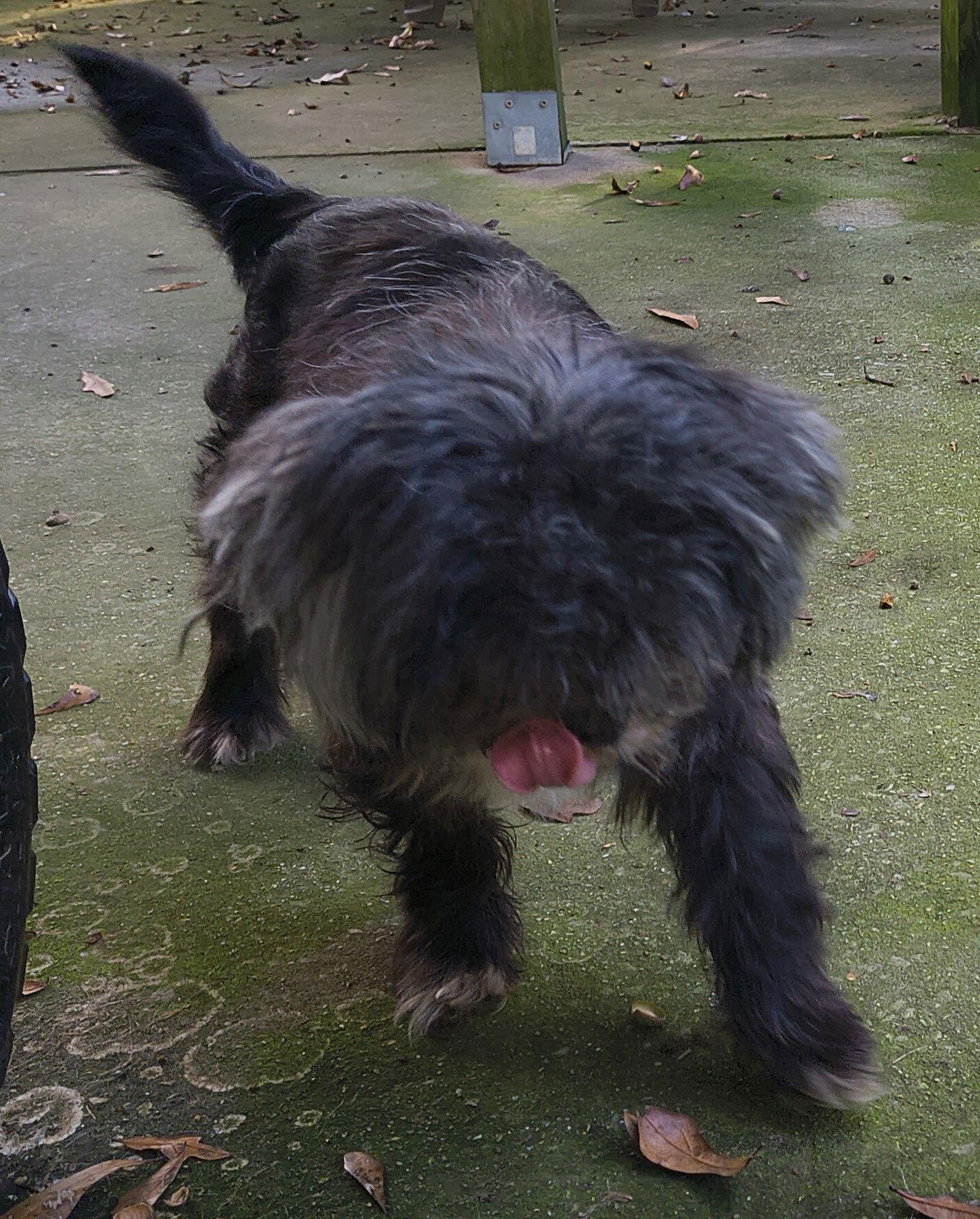 Enlarge Murphy, a Adopted Shih Tzu in Baileyton, AL image 2/3