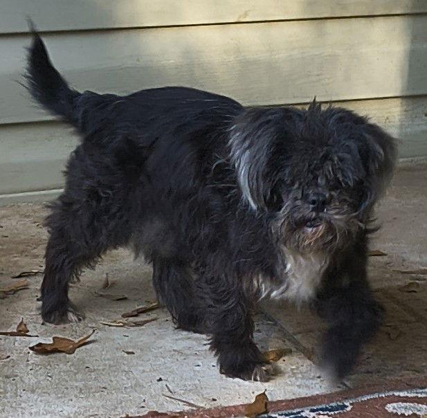 Enlarge Murphy, a Adopted Shih Tzu in Baileyton, AL image 3/3