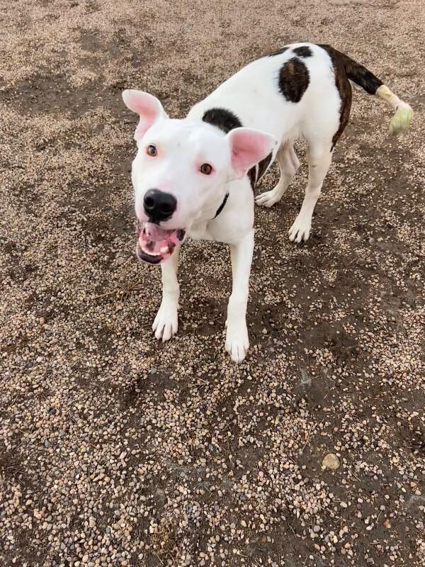 Enlarge Riccardo, a Adoptable mixed breed in Fort Collins, CO image 1/6