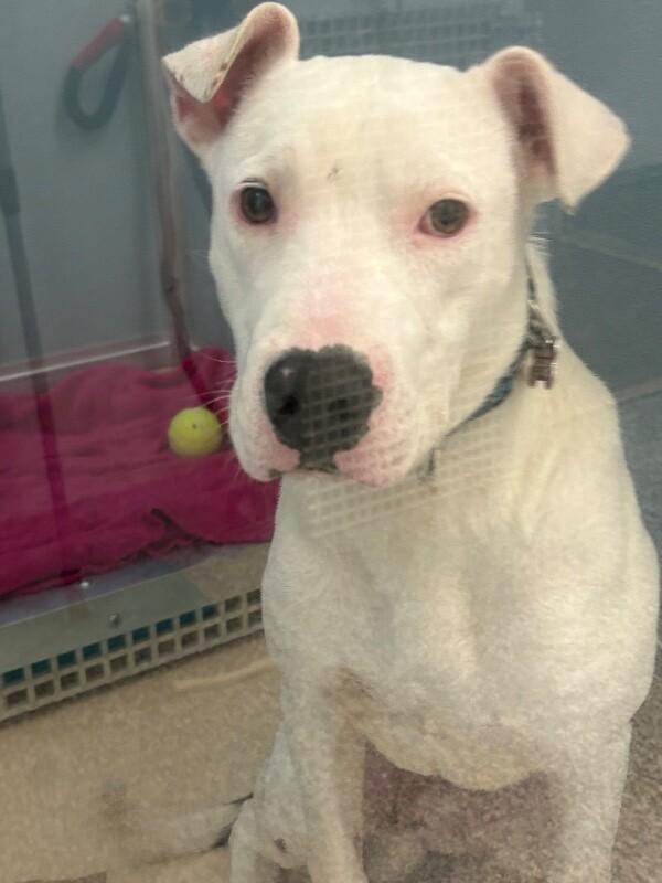 Riccardo, a Adoptable mixed breed in Westminster, CO image 2/6