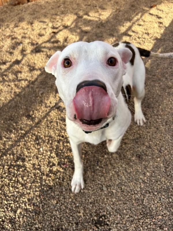 Riccardo, Adoptable, Adult Male American Bulldog & Mixed Breed.