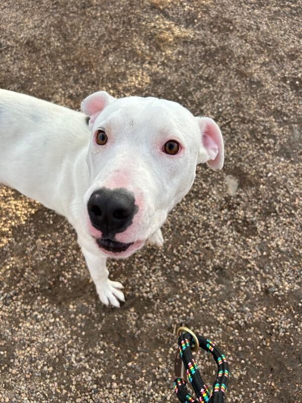 Riccardo, a Adoptable mixed breed in Westminster, CO image 3/6