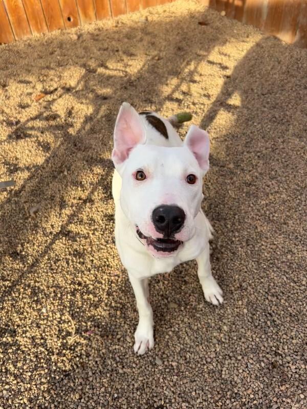 Riccardo, a Adoptable mixed breed in Westminster, CO image 5/6