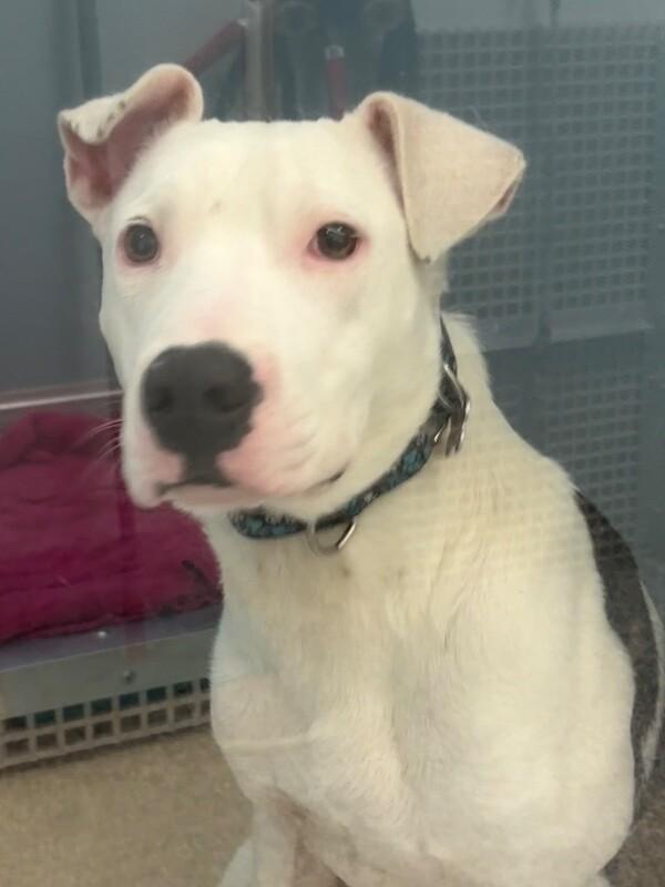 Riccardo, a Adoptable mixed breed in Westminster, CO image 6/6