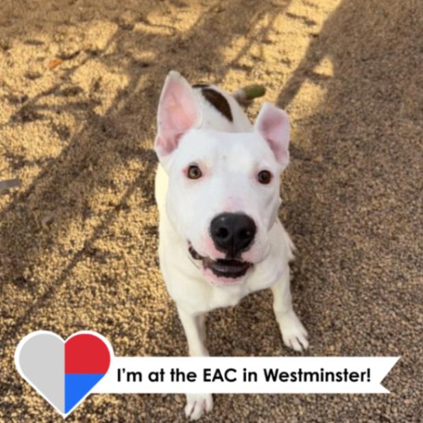 Riccardo, a Adoptable mixed breed in Westminster, CO image 1/6