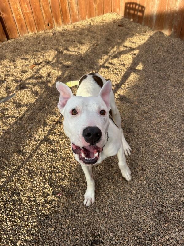 Enlarge Riccardo, a Adoptable mixed breed in Fort Collins, CO image 6/6