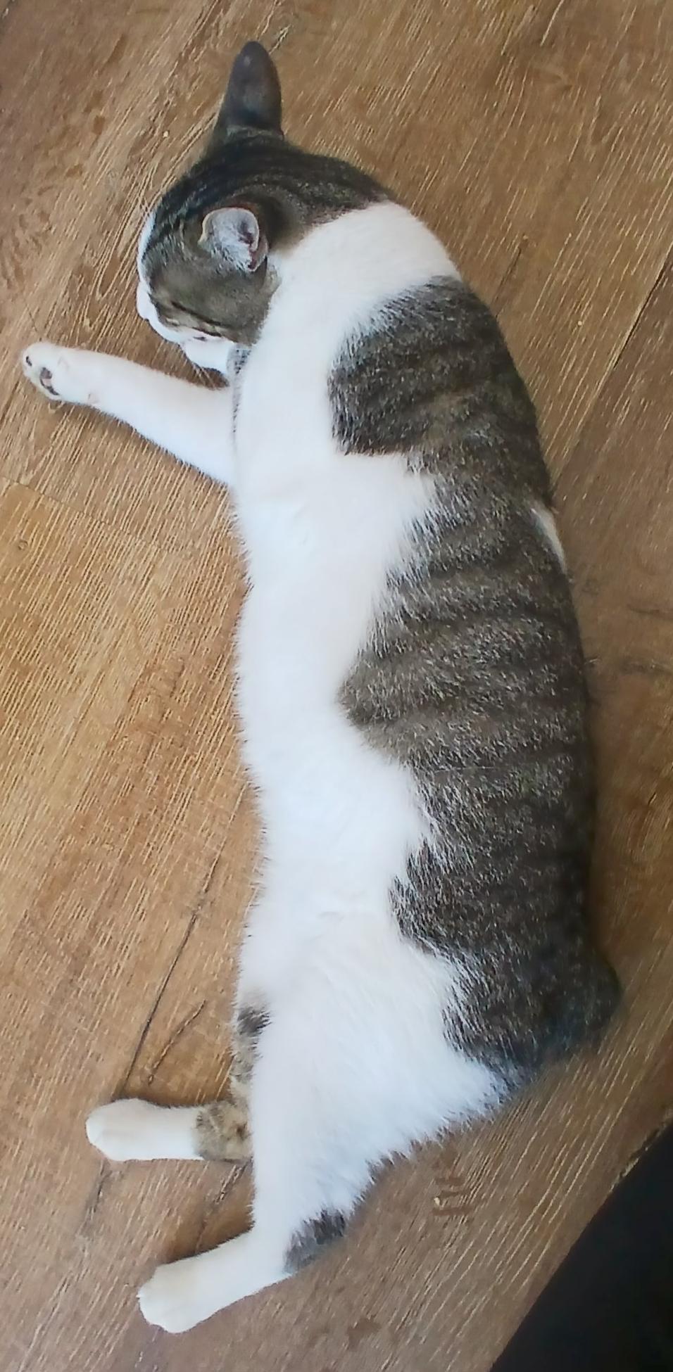 Milo
